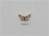 藏品(尺蛾224)的圖片